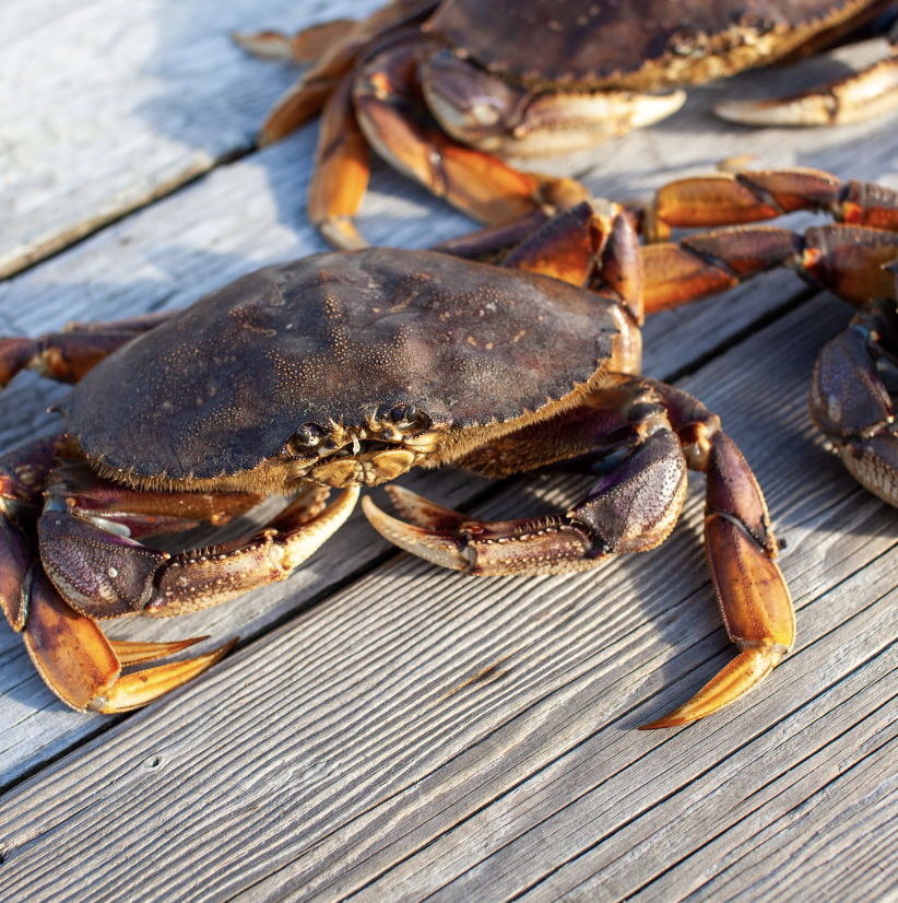 FRESH CRABS FROM TUNISIA